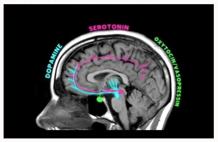 Dopamine in brain