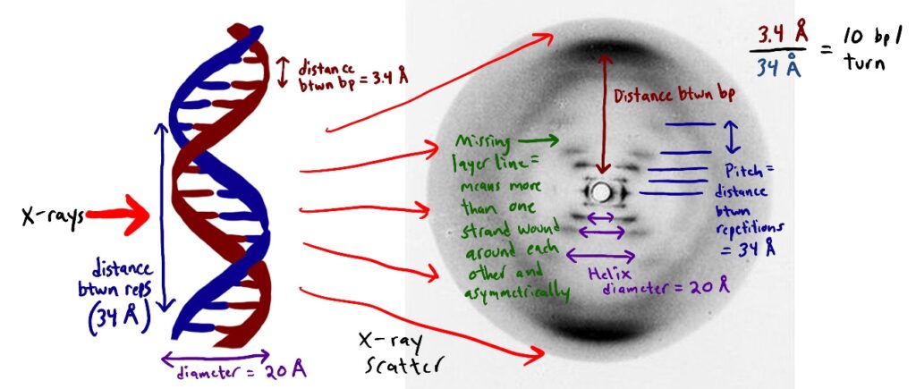 Foto-51-by-Rosalind-Franklin
